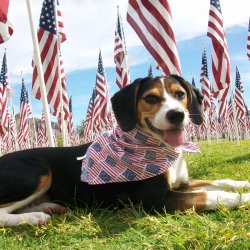 Patriotic-Pets.jpg