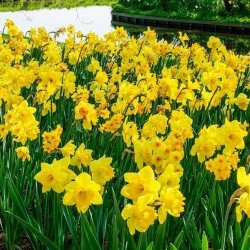 perennial-plants-daffodils__54310.1601653070.jpg