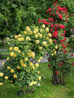 yellow-and-red-rose-bushes-with-many-flowers-stefan-rotter.jpg