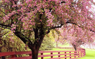 early-spring-care-for-flowering-trees-shrubs-ornamental-cherry.jpg