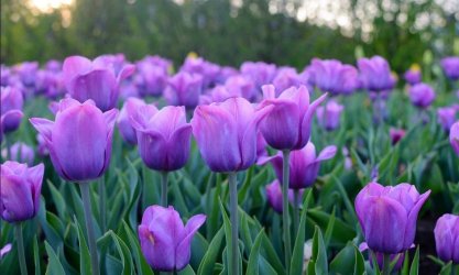 7141-purple-tulips.jpg
