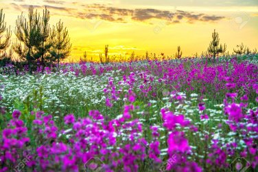 field-with-flowers.jpg