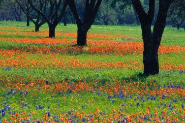 spring flowers.jpg