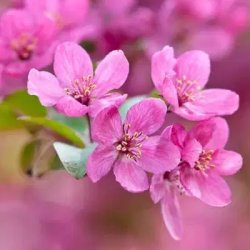 blog-spring-flowering-trees-prairiefire-crabapple.jpg