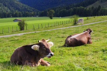 bavarian-cows.jpg