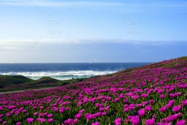 ocean-spring-flowers-.jpg