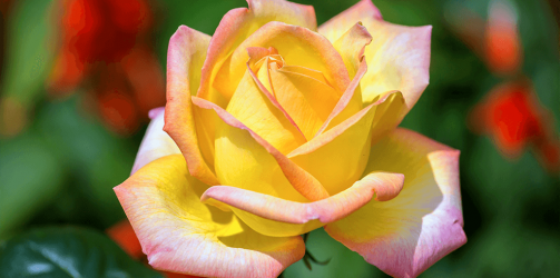 living-color-rose-bushes-gold-medal.png