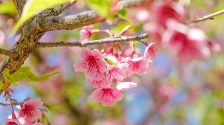 flowering-tree-iStock-646742084-1080x608.jpg