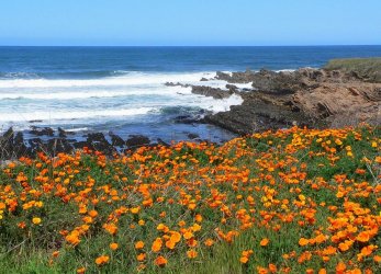 flowers and sea.jpg