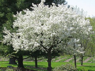 trees.jpg