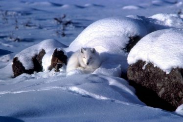 arcticfox.jpg