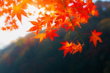 fall-foliage-in-japan-559690459-59c69cb10d327a0011344091.jpg