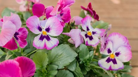 pansies-growing-a-cool-weather-favorite-1402913-2-ac35795df45e4d6e8b62373da1ca26c8.jpg