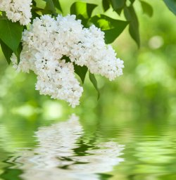 white-flowering-shrubs-6.jpg