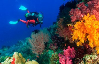 diving-coral-reef-gettyimages-stuart-westmorland-166264781.jpg