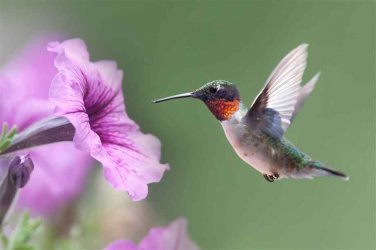 hummingbird and flower.jpg