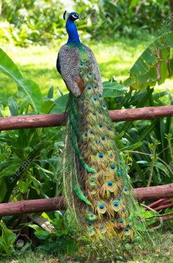 18510785-peacock-on-a-green-garden.jpg