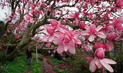 Magnolias-flowers-271524.jpg