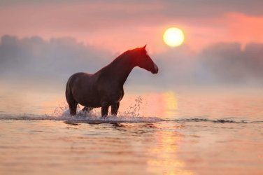 Canva-Horse-in-water-at-sunrise-scaled.jpg