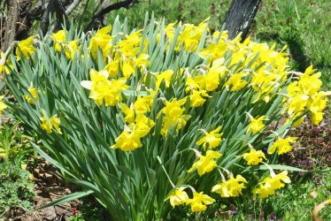a few flowers.jpg