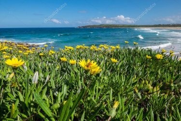 -wild-flowers-field.jpg