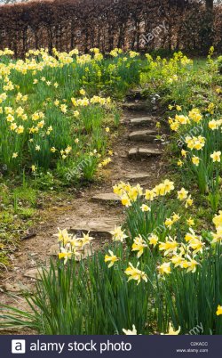 daffodils-in-woodland-garden-surrey-uk-C2KACC.jpg