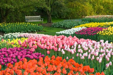 5258_Idea Garden Spring_Albee_ Larry.jpg