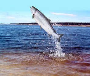 trout jumping.jpg