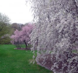 prunus_cherry.jpg