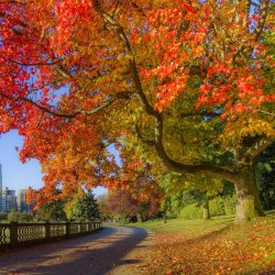 fall-colour--stanley-park-seawall--vancouver--british-columbia--canada--879671352-5a77c1c8642d...jpg