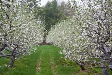 ns spring.jpeg