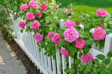 zone-7-rose.jpg