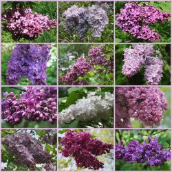 lilacs.jpg
