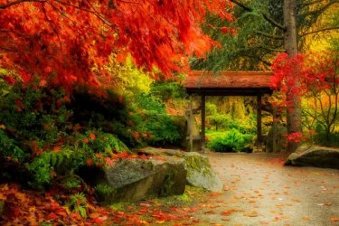 Depositphotos_176420866_l-2015-Japanese-garden-Seattle-maple-trees-fall-foliage.jpg