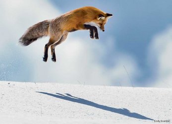 Fox-red-Yellowstone-CindyGoeddel-900x650.jpg