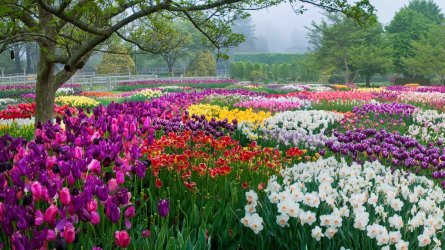 150656_Bulb display - Idea Garden_Albee_ Larry_GimpOptimized.jpg