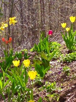 spring tulips.jpg