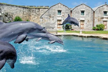 Animal-Care-and-Wellness.2-c2.jpg