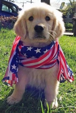 patriotic-puppies-cute-puppies-41444991-450-669.jpg