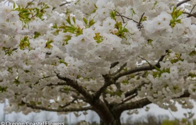 white-cherry-branches.jpg