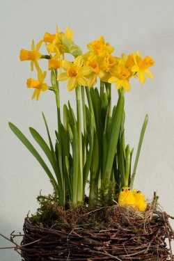 forced-daffodils.jpg