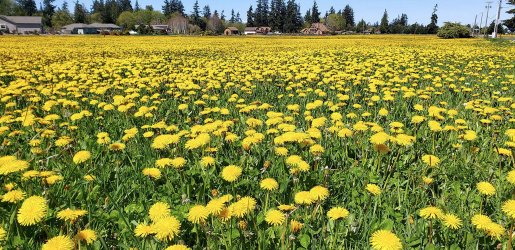 field of dandelions.jpg