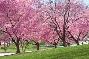 Spring-flowering-trees-2.jpg