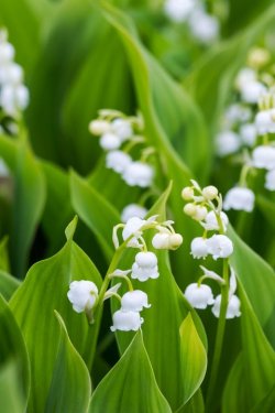 white-flowers-royalty-free-image-1579125966.jpg