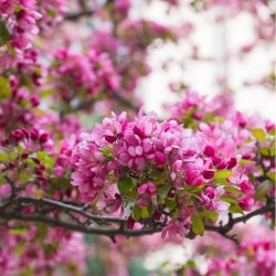 Crabapple-Flowers-800.jpg