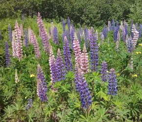 side of the road in ns.jpg