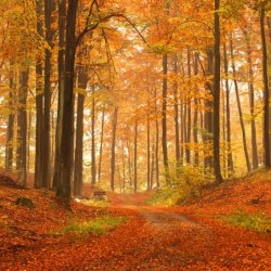 top-5-most-beautiful-places-to-visit-in-the-us-in-the-fall-6.jpg