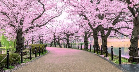 cherry blossoms.jpg