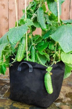 2.-Cucumber1.jpg