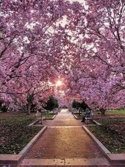 cherry lane.jpg